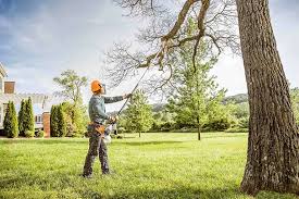 Best Tree Mulching  in Matthews, NC