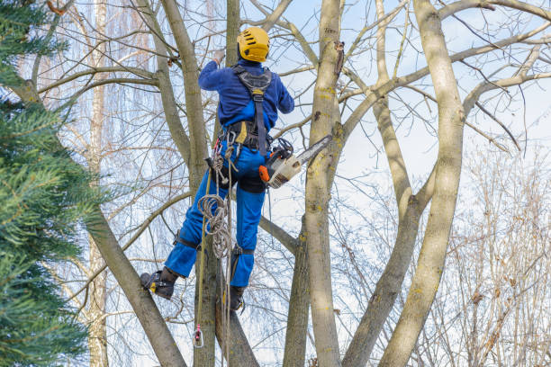 Best Weed Control  in Matthews, NC