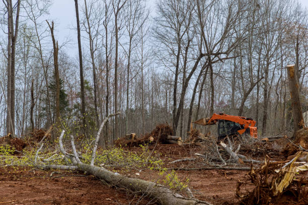 Best Tree Trimming and Pruning  in Matthews, NC