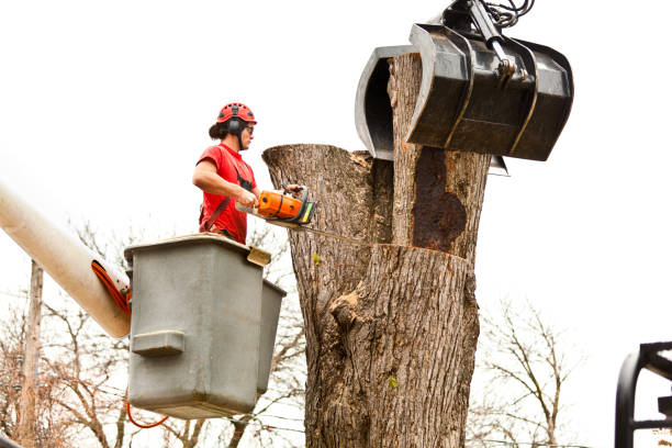 Best Emergency Tree Removal  in Matthews, NC